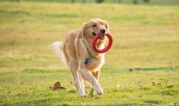 大狗狗在线观看,萌宠奇遇记，在线观看温馨来袭